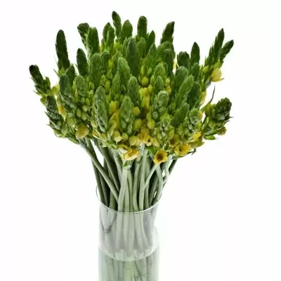 ORNITHOGALUM YELLOW STAR 55cm