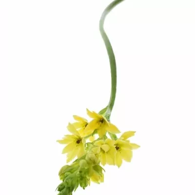 ORNITHOGALUM YELLOW STAR 55cm