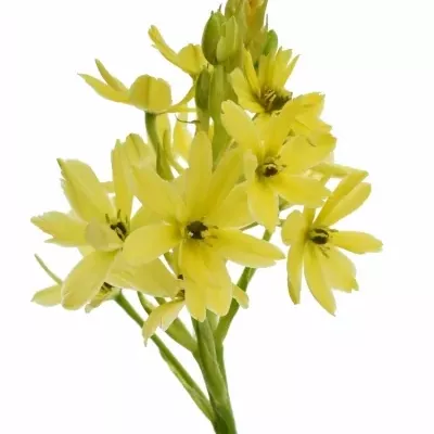 ORNITHOGALUM YELLOW STAR 55cm