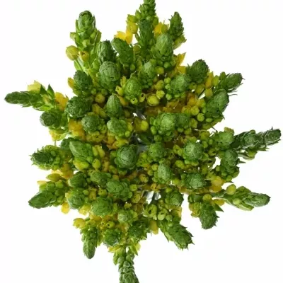 ORNITHOGALUM YELLOW STAR 55cm