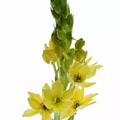 Snědek YELLOW STAR 55cm