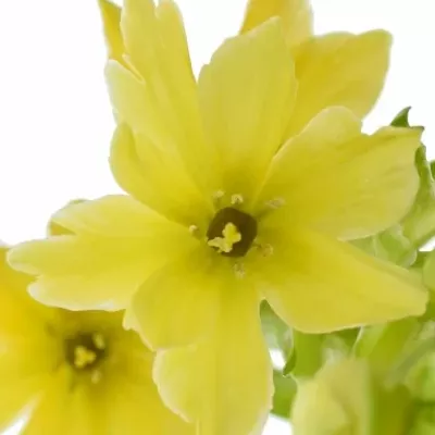 ORNITHOGALUM YELLOW STAR 55cm