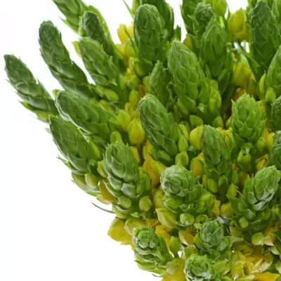 ORNITHOGALUM YELLOW STAR 55cm