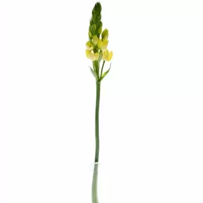 ORNITHOGALUM YELLOW STAR 55cm