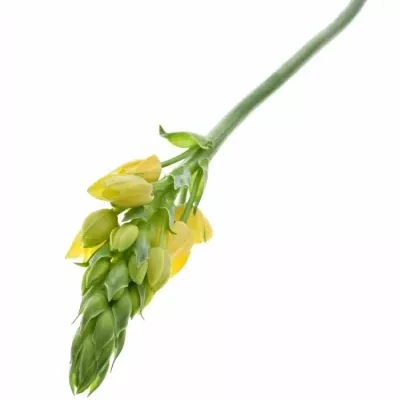 ORNITHOGALUM YELLOW STAR 55cm