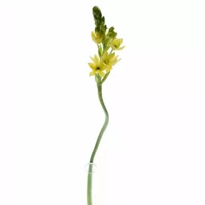 ORNITHOGALUM YELLOW STAR 55cm