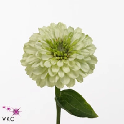 Ostálka sličná ELEGANS BENARYS GIANT WHITE 60 cm