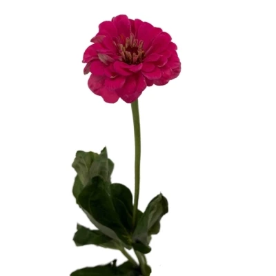 Ostálka sličná ENVY