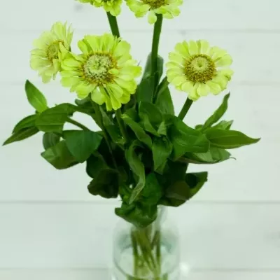 Ostálka sličná ENVY 55cm