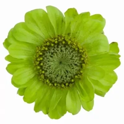 Ostálka sličná ENVY 55cm