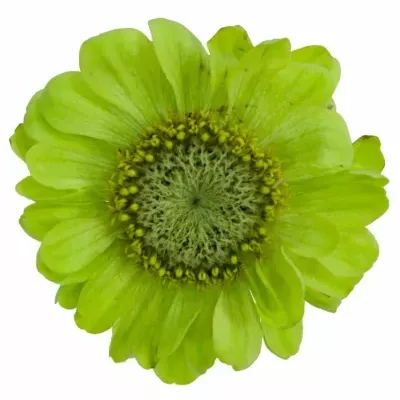 Ostálka sličná ENVY 55cm