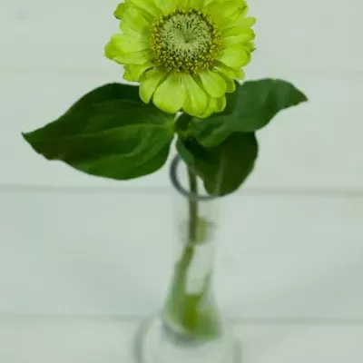 Ostálka sličná ENVY 55cm