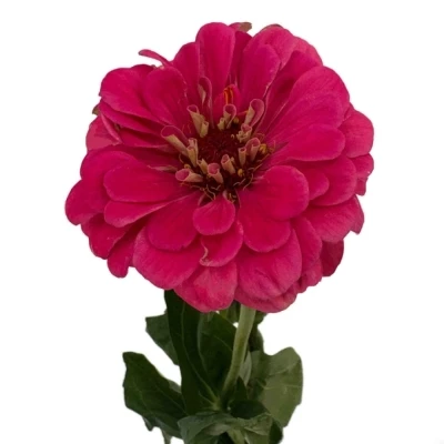 Ostálka sličná ENVY