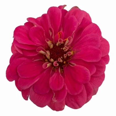 Ostálka sličná ENVY