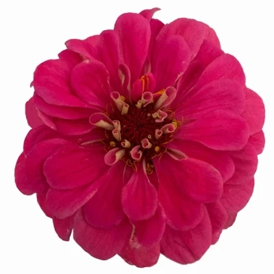 Ostálka sličná ENVY 70 cm