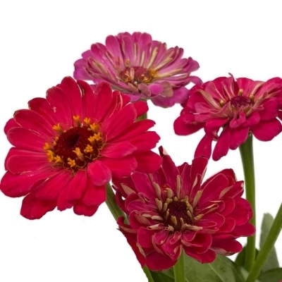 Ostálka sličná ENVY