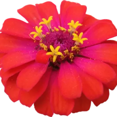 Ostálka sličná LILA RED 60cm