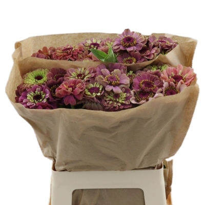 Ostálka sličná QUEEN RED LIME 60cm