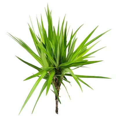 Ostřice PHYLLOCEPHALA GREEN SPARKLER 60cm