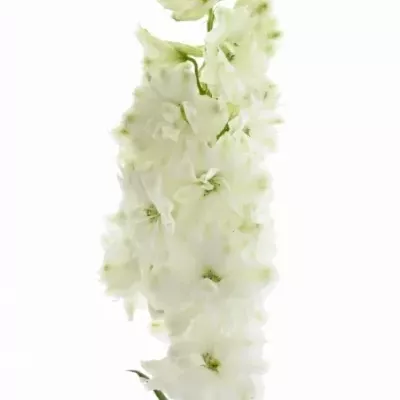 Ostrožec EL DEWI IMPRESSIVE WHITE 80cm