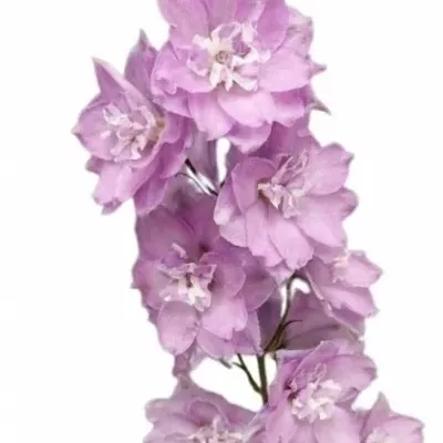 Ostrožec EL DEWI MELODY 60cm