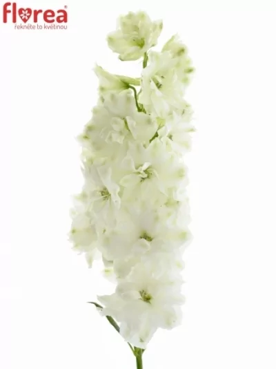 Ostrožka EN BELLA ANDES WHITE 60cm