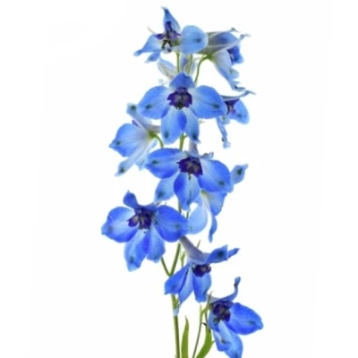 Ostrožka DU AURORA BLUE 100 cm