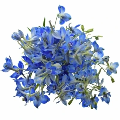 Ostrožka DU AURORA BLUE