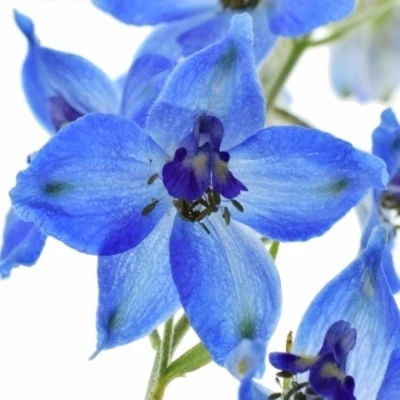 Ostrožka DU AURORA BLUE