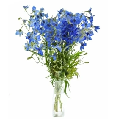 Ostrožka DU AURORA BLUE