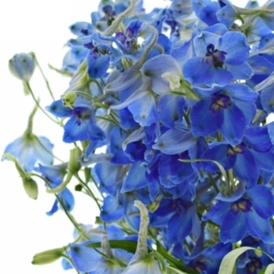 Ostrožka DU AURORA BLUE