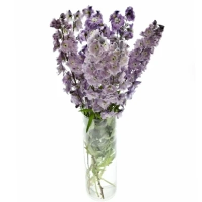 Ostrožka DU AURORA LAVENDER