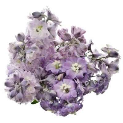 Ostrožka DU AURORA LAVENDER