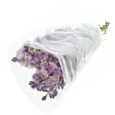 Ostrožka DU AURORA LAVENDER