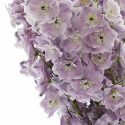 Ostrožka DU AURORA LAVENDER