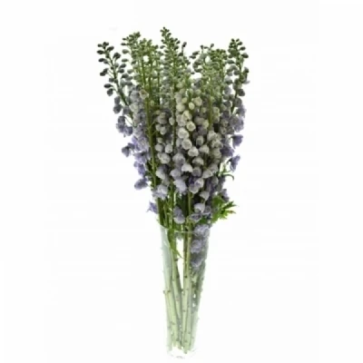 Ostrožka DU CANDLE BLUE SHADES