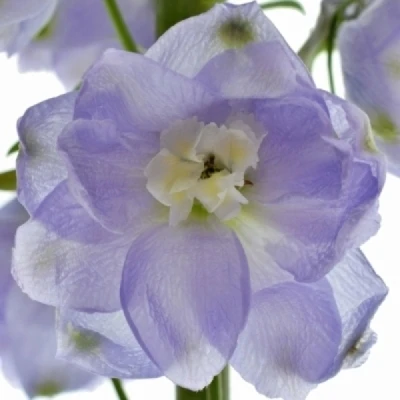 Ostrožka DU CANDLE BLUE SHADES