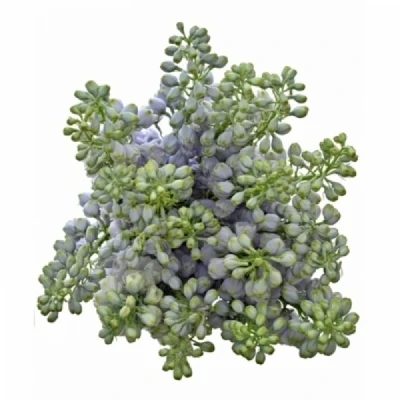 Ostrožka DU CANDLE BLUE SHADES