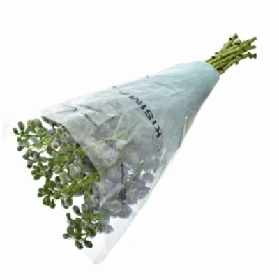 Ostrožka DU CANDLE BLUE SHADES