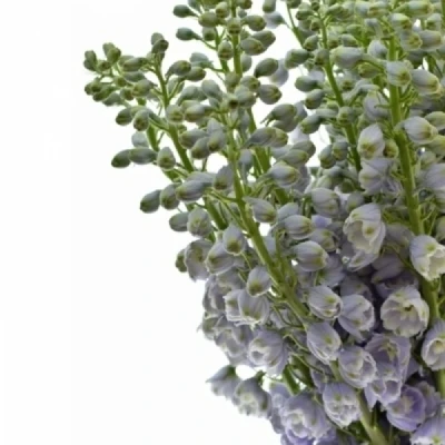 Ostrožka DU CANDLE BLUE SHADES