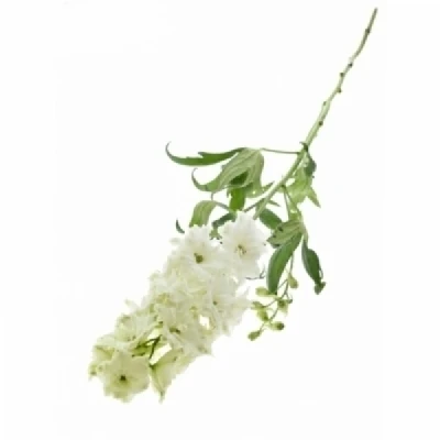 Ostrožka DU ELATUM AURORA WHITE