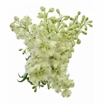 Ostrožka DU ELATUM AURORA WHITE