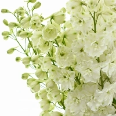 Ostrožka DU ELATUM AURORA WHITE