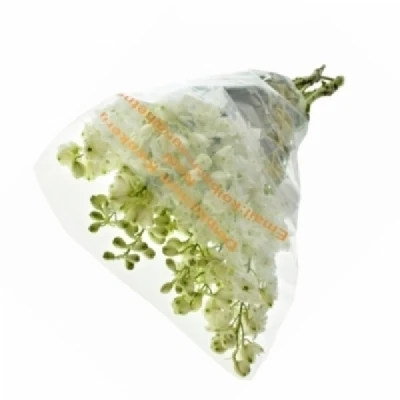 Ostrožka DU ELATUM AURORA WHITE