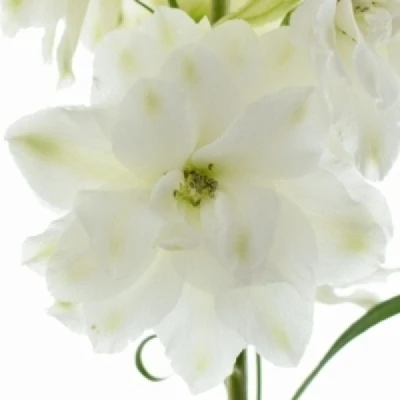 Ostrožka DU ELATUM AURORA WHITE