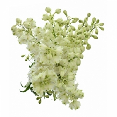 Ostrožka DU ELATUM CANDLE WHITE SHADES