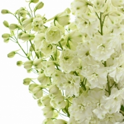 Ostrožka DU ELATUM CANDLE WHITE SHADES