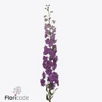 Ostrožka DU ELATUM DEV MOJO MAGENTA 70 cm