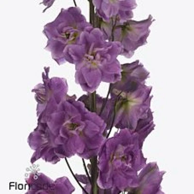 Ostrožka DU ELATUM DEV MOJO MAGENTA