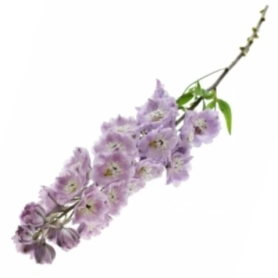 Ostrožka DU ELATUM DEWI LADY